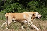 LABRADOR 966